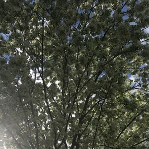 Meet your Posher, Rosa